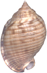 http://biologus.wz.cz/1_Rep/07095Phalium Asilah Caudalis.jpg Kienberg Mikulov Badenien Miozän Miocene Tertier Neogen Czech Tschechien Gastropoda Kroupa Phalium