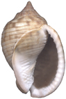 Kienberg Mikulov  Badenien Miozän Miocene Tertier Neogen Czech Tschechien Gastropoda Kroupa Phalium