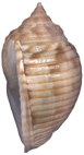 Kienberg Mikulov  Badenien Miozän Miocene Tertier Neogen Czech Tschechien Gastropoda Kroupa Phalium