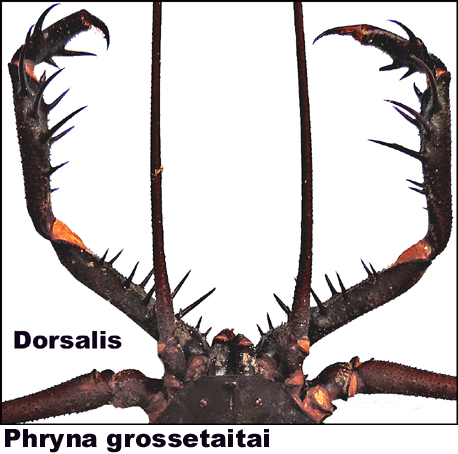 Phryna grossetaitai