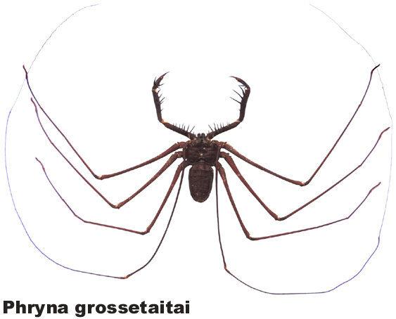 Phryna grossetaitai