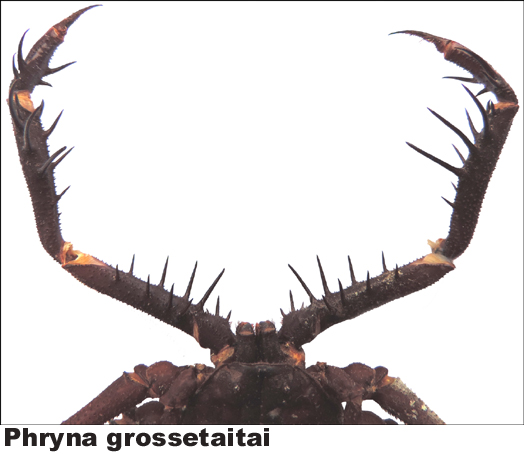 Phryna grossetaitai