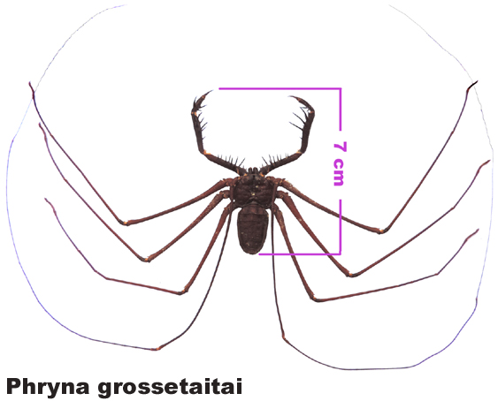 Phryna grossetaitai