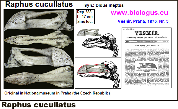 Raphus cucullatus