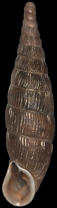 Coll.: Kroupa  Clausiliidae  Bulgarica cana