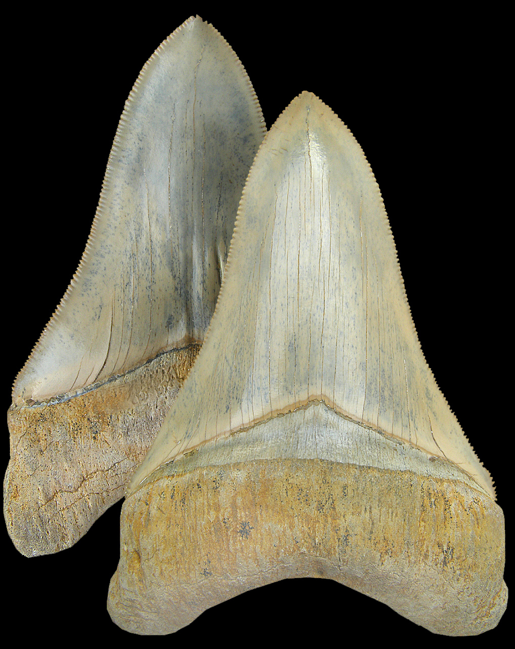 Carcharodon Mikulov