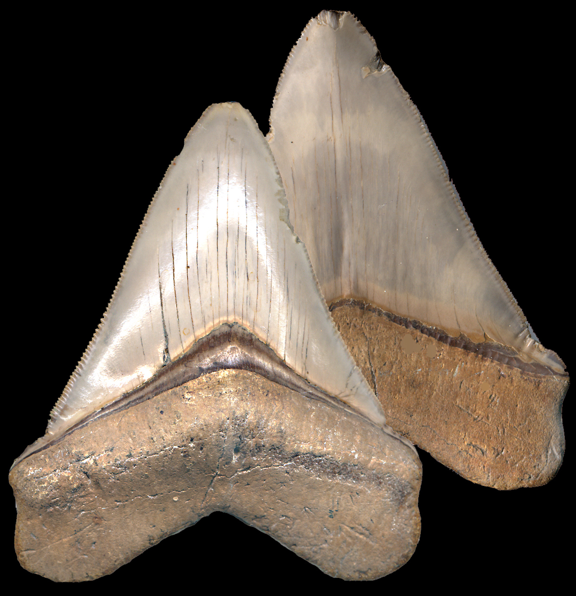 Carcharodon Kienberg Mea