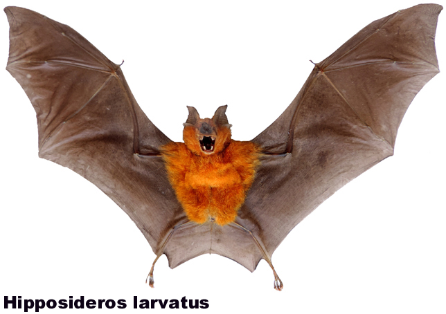 Hipposideros