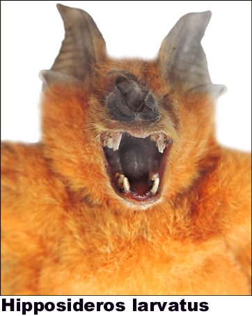 Hipposideros