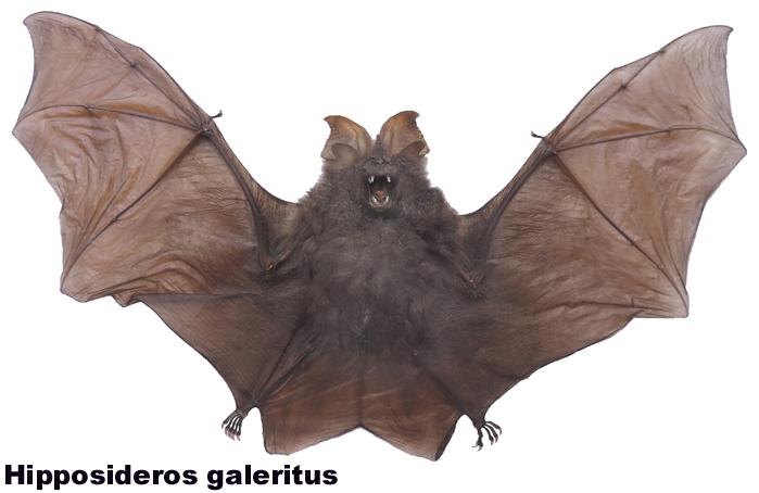 Hipposideros