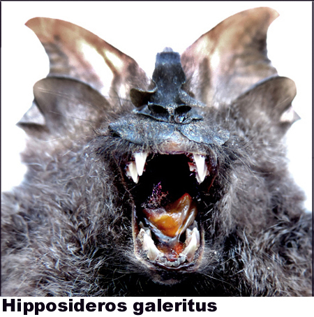 Hipposideros