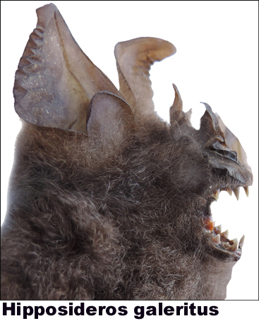 Hipposideros l