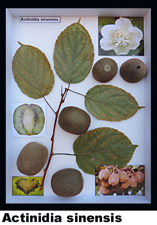 Actinidia sinensis