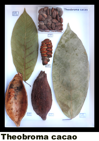 Theobroma cacao