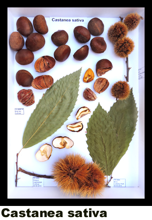 Castanea sativa