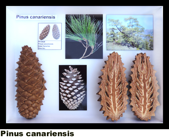 Pinus canariensis