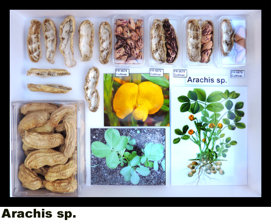 Arachis