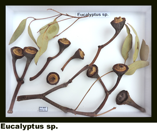 Eucalyptus