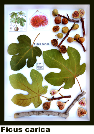 Ficus carica