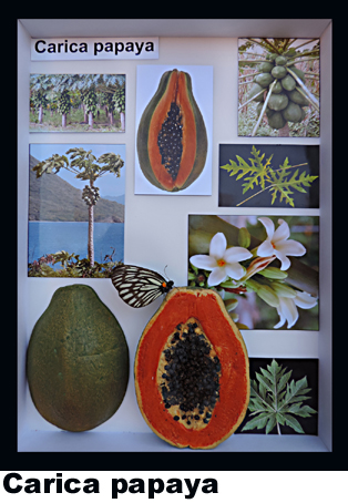 Carica papaya