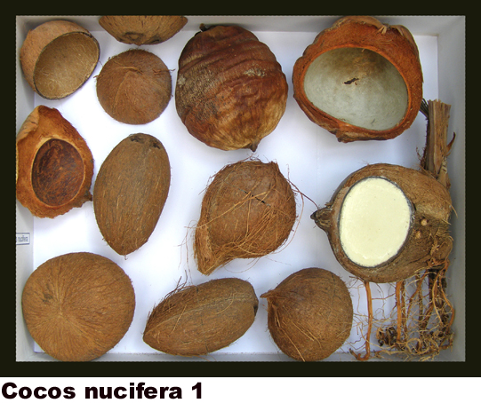 Cocos nucifera 1