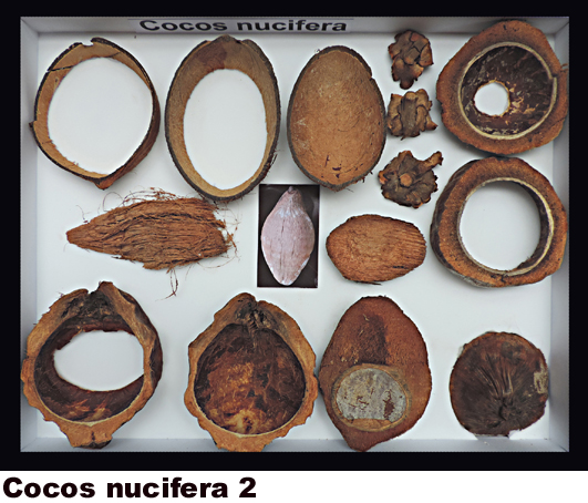 Cocos nucifera 2