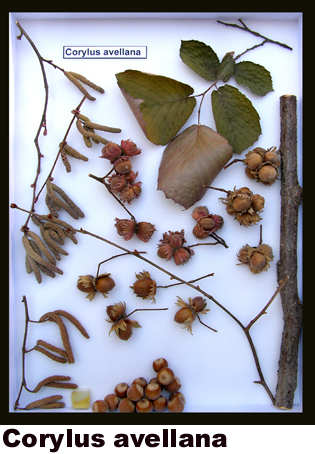 Corylus avellana