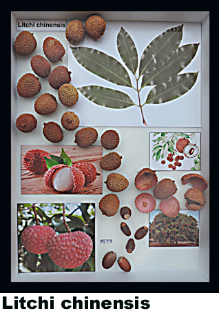 Lichi chinensis