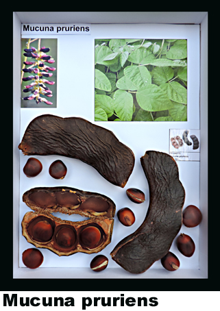 Mucuna pruriens