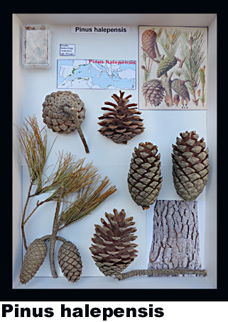 Pinus hallepensis