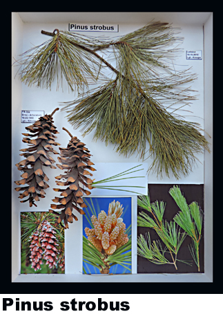 Pinus strobus