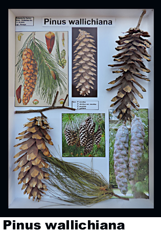 Pinus wallechiana