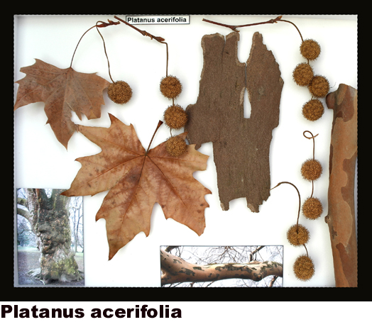 Platanus acerifolia