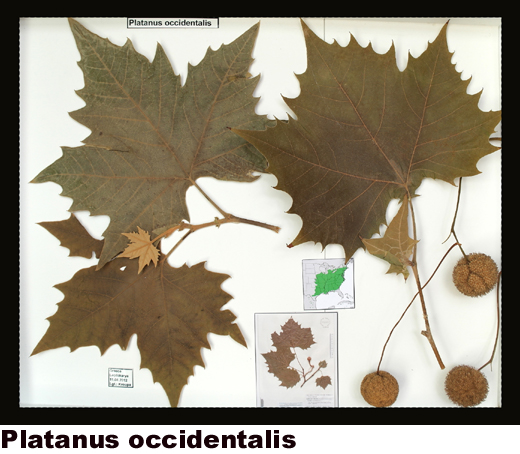 Platanus occidentalis