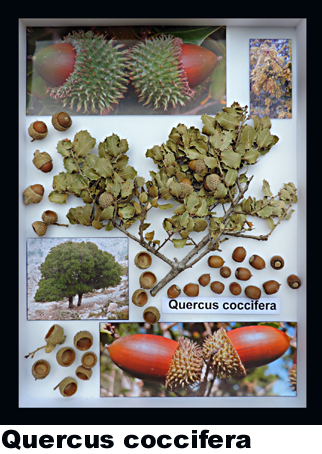 Quercus coccifera