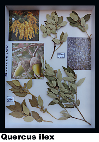 Quercus ilex