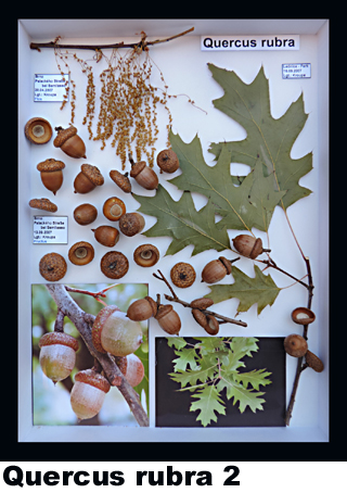 Quercus rubra 2