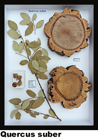 Quercus suber