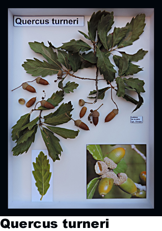 Quercus turneri