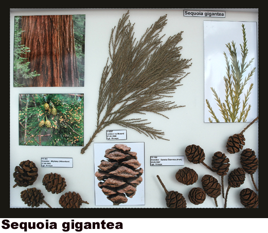 Sequoia gigantea