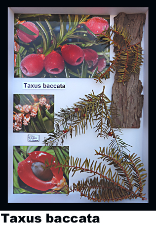 Taxus baccata