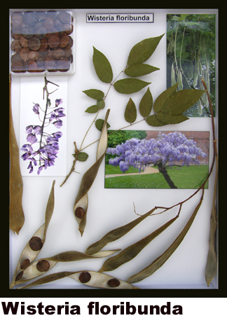 Wisteria floribunda