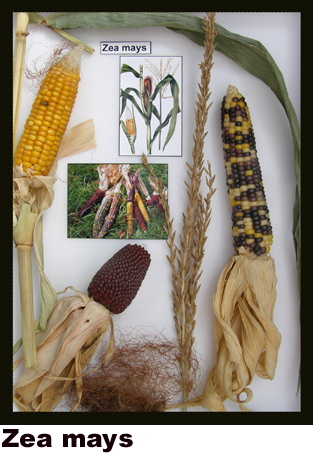 Zea mays