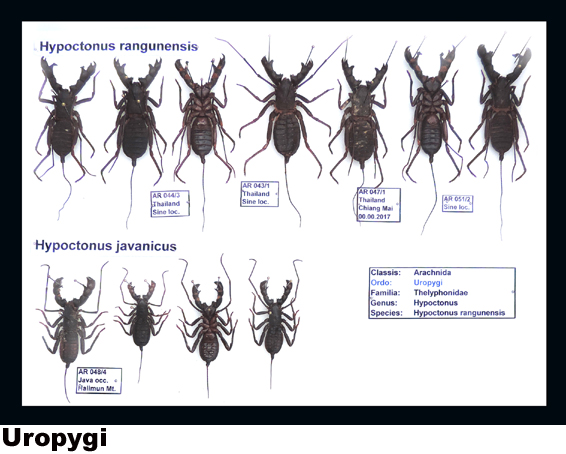 Amblypygi