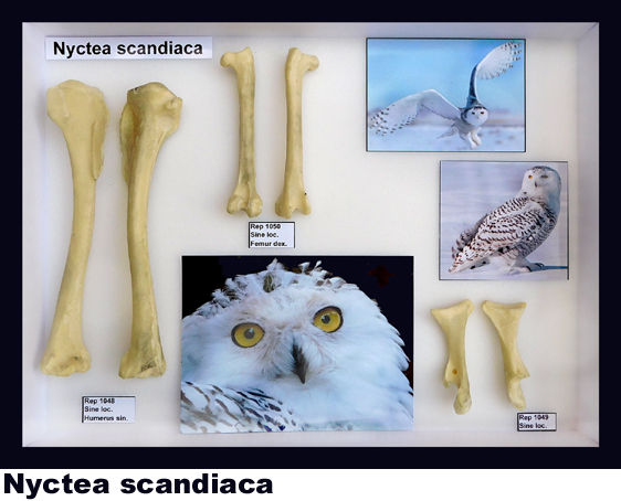 Nyctea scandiaca