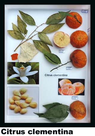 Citrus clementina