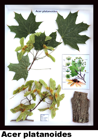 Acer platanoides