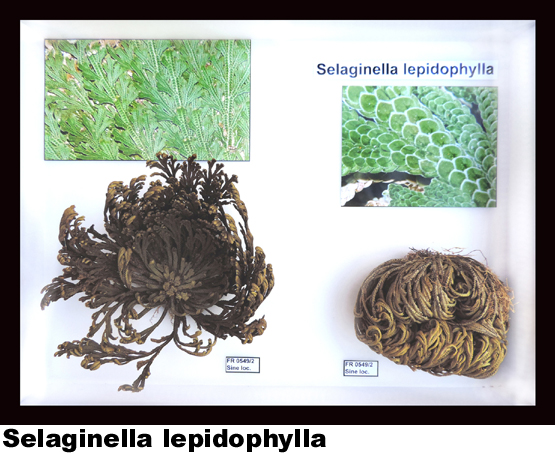 Selaginella