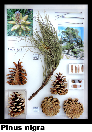 Pinus nigra