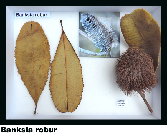 Banksia robur